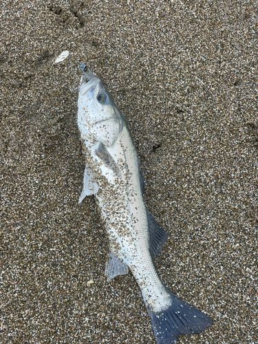 セイゴ（マルスズキ）の釣果