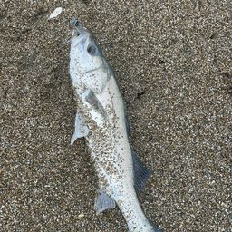 セイゴ（マルスズキ）