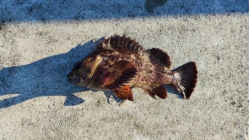 ムラソイの釣果