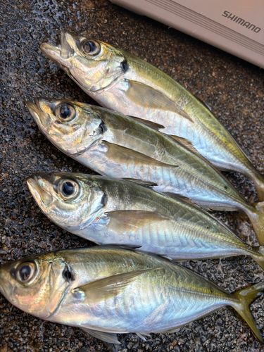 アジの釣果