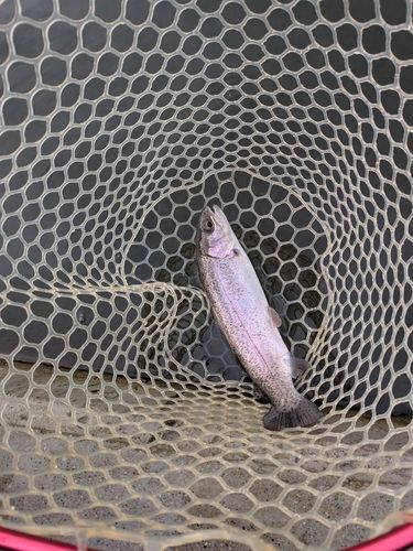 ニジマスの釣果