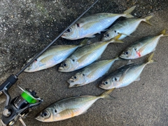 マアジの釣果