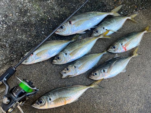 マアジの釣果