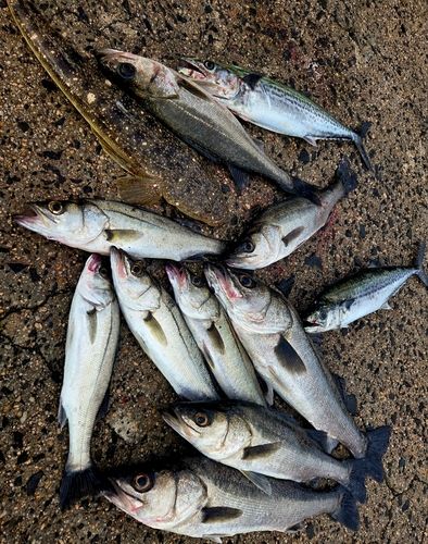 シーバスの釣果