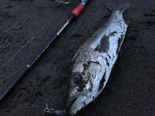 スズキの釣果