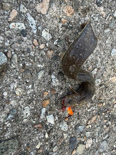 ダイナンギンポの釣果