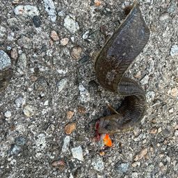 ダイナンギンポ