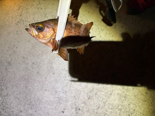 シロメバルの釣果