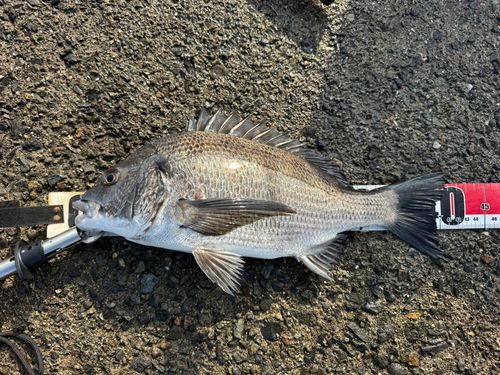 クロダイの釣果