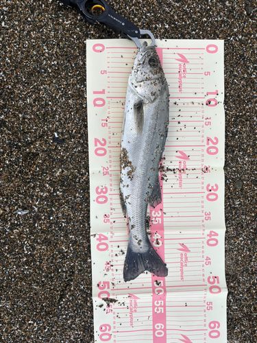 フッコ（マルスズキ）の釣果