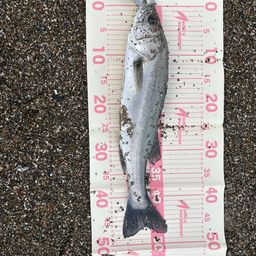 フッコ（マルスズキ）