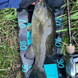 スモールマウスバス