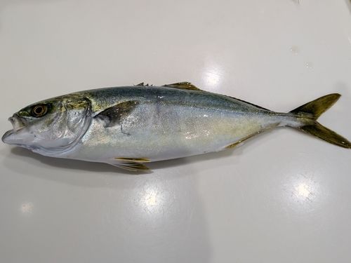 ワカシの釣果