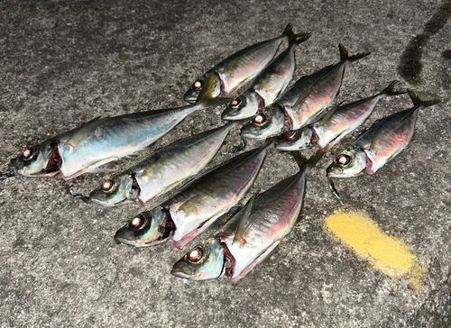 アジの釣果