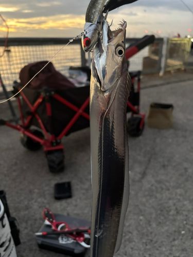 タチウオの釣果