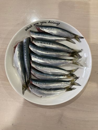 マイワシの釣果