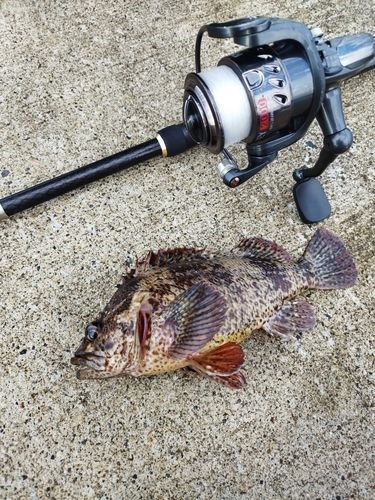 ムラソイの釣果