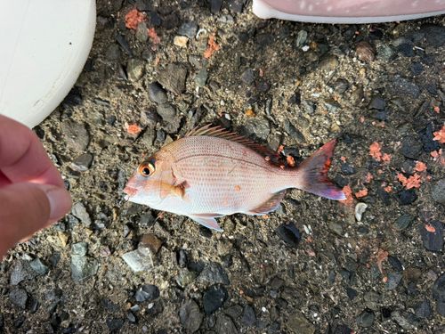 チャリコの釣果