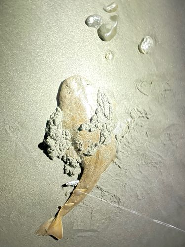 カスザメの釣果