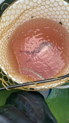 トラギスの釣果