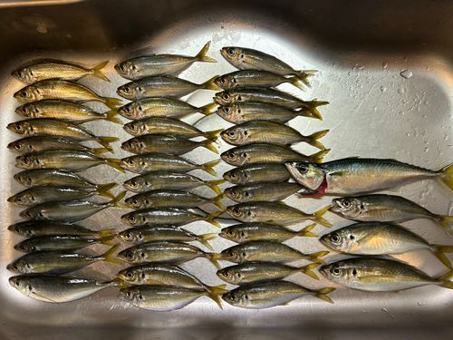 マアジの釣果