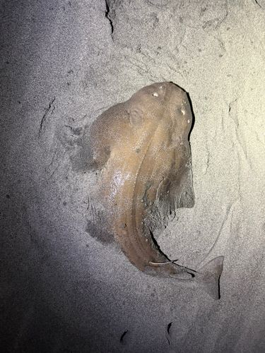 カスザメの釣果