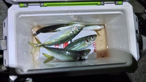 アジの釣果