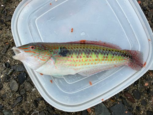 キュウセンの釣果