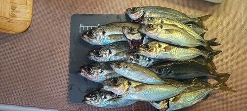 アジの釣果