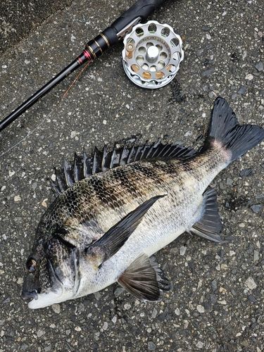 クロダイの釣果