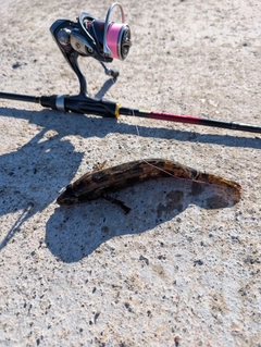 アイナメの釣果