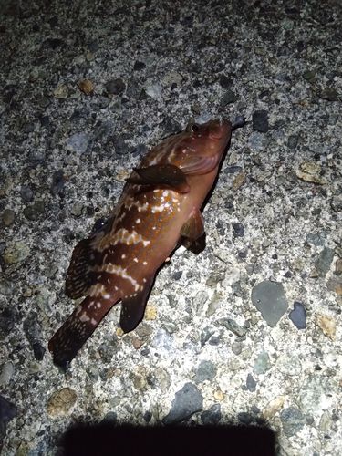 キジハタの釣果