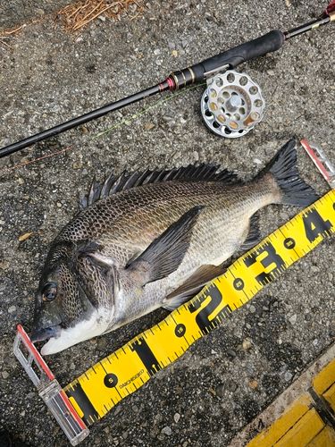 クロダイの釣果