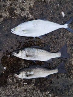 イケカツオの釣果