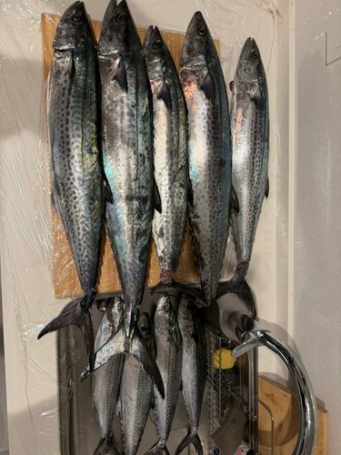 サワラの釣果