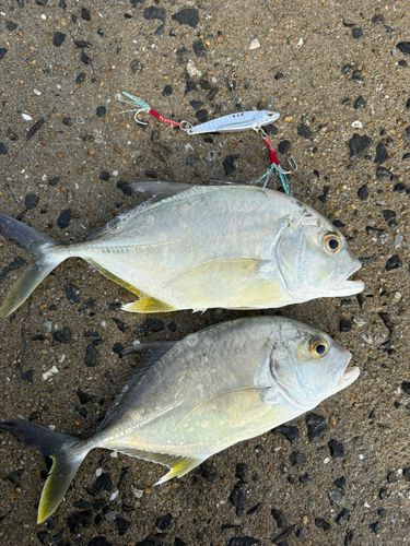 ヒラアジの釣果