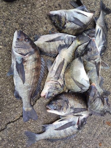 チヌの釣果