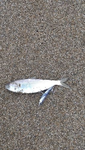 コノシロの釣果