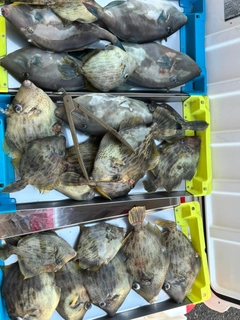 カワハギの釣果
