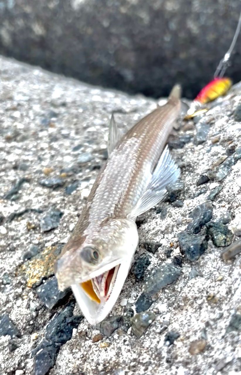 DAIWA 21オーバーゼア グランデ（サーフモデル） 103MHの最安値