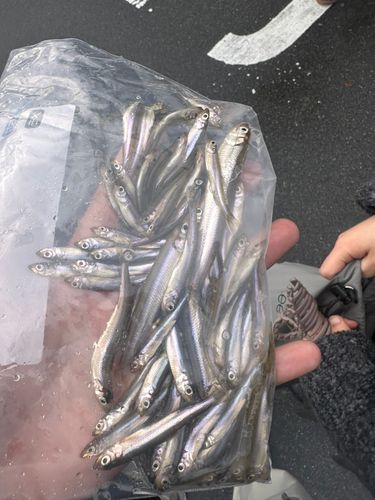 ワカサギの釣果