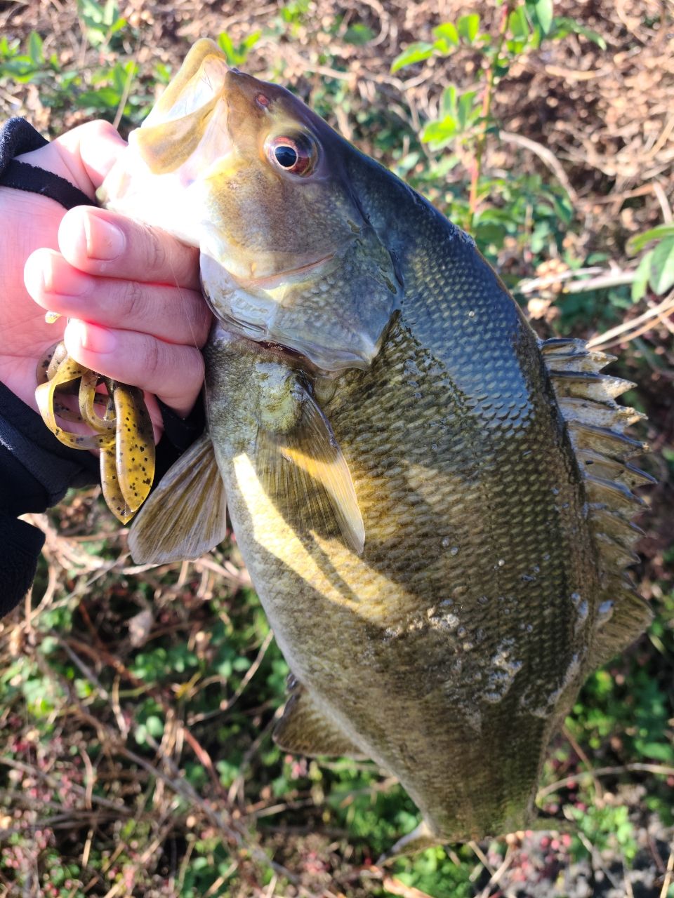 スモールマウスバス