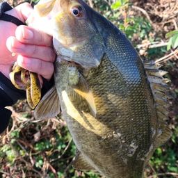 スモールマウスバス