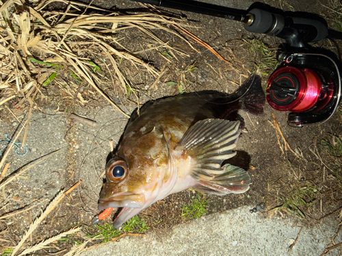 カサゴの釣果