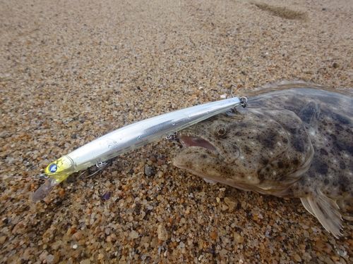 ヒラメの釣果