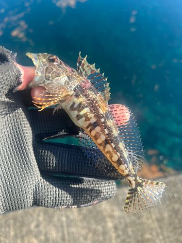 アナハゼの釣果