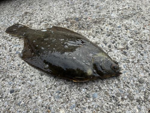 カレイの釣果