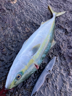 フクラギの釣果