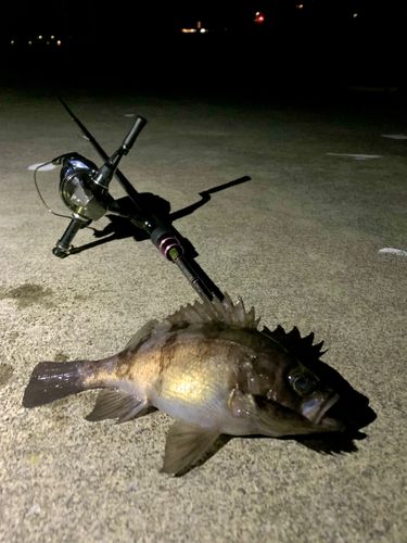 三陸海岸（岩手）