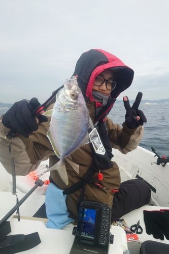 カイワリの釣果